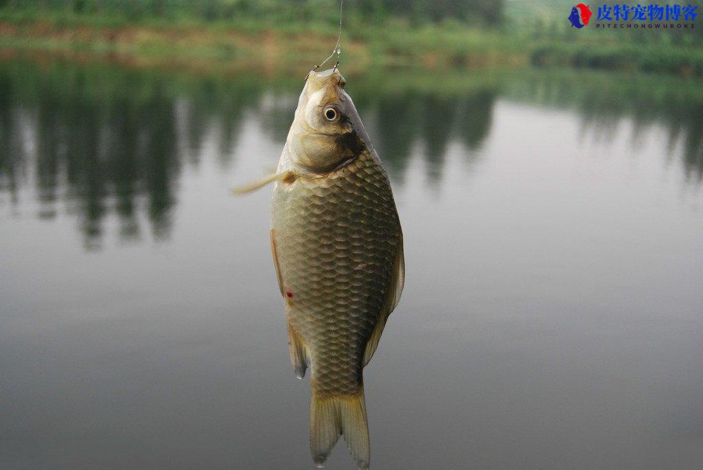 鲫鱼钓底好还是钓浮好，鲫鱼喜欢吃什么味道的饵料