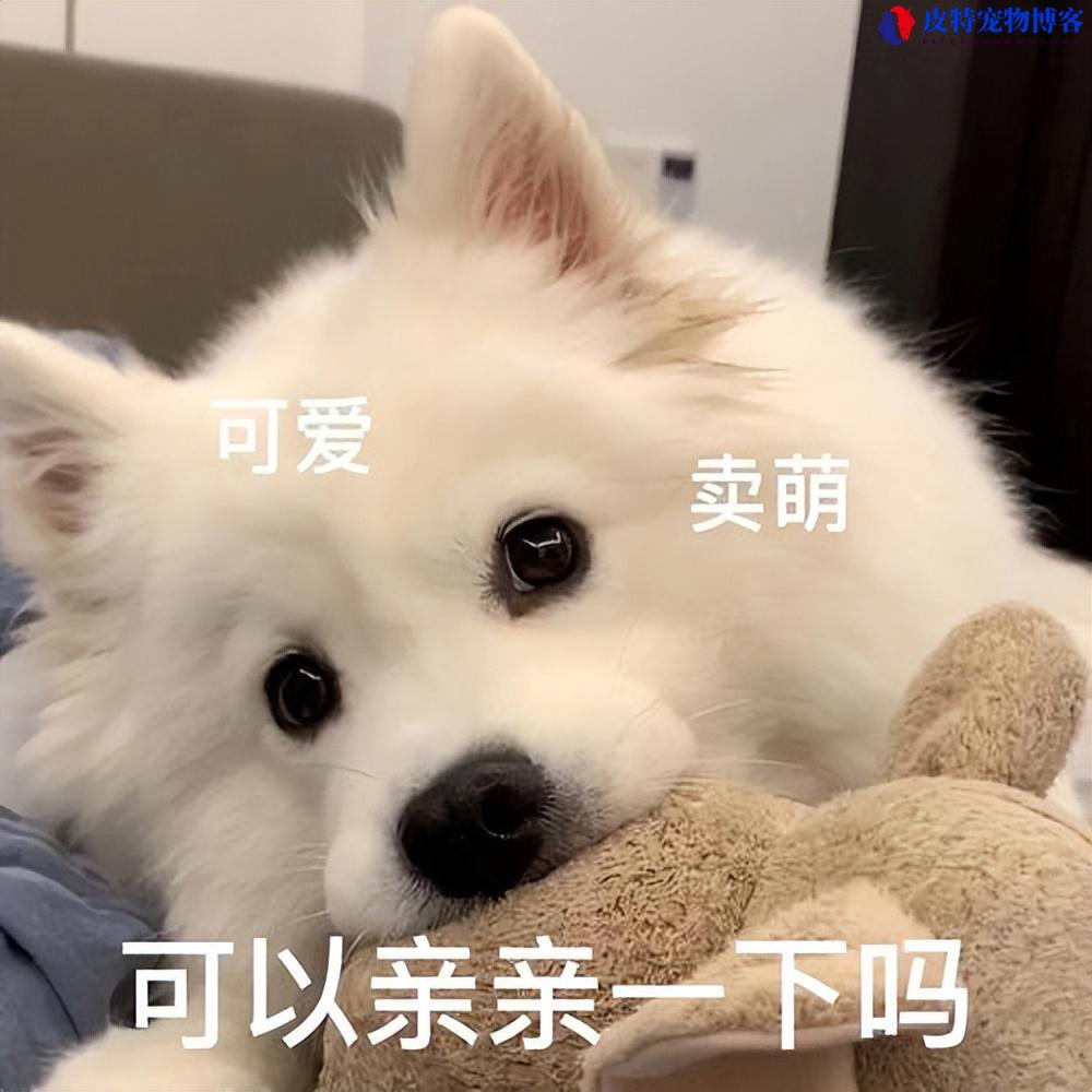 狗狗对主人的记忆能持续多久？（了解狗狗对主人的记忆时长）