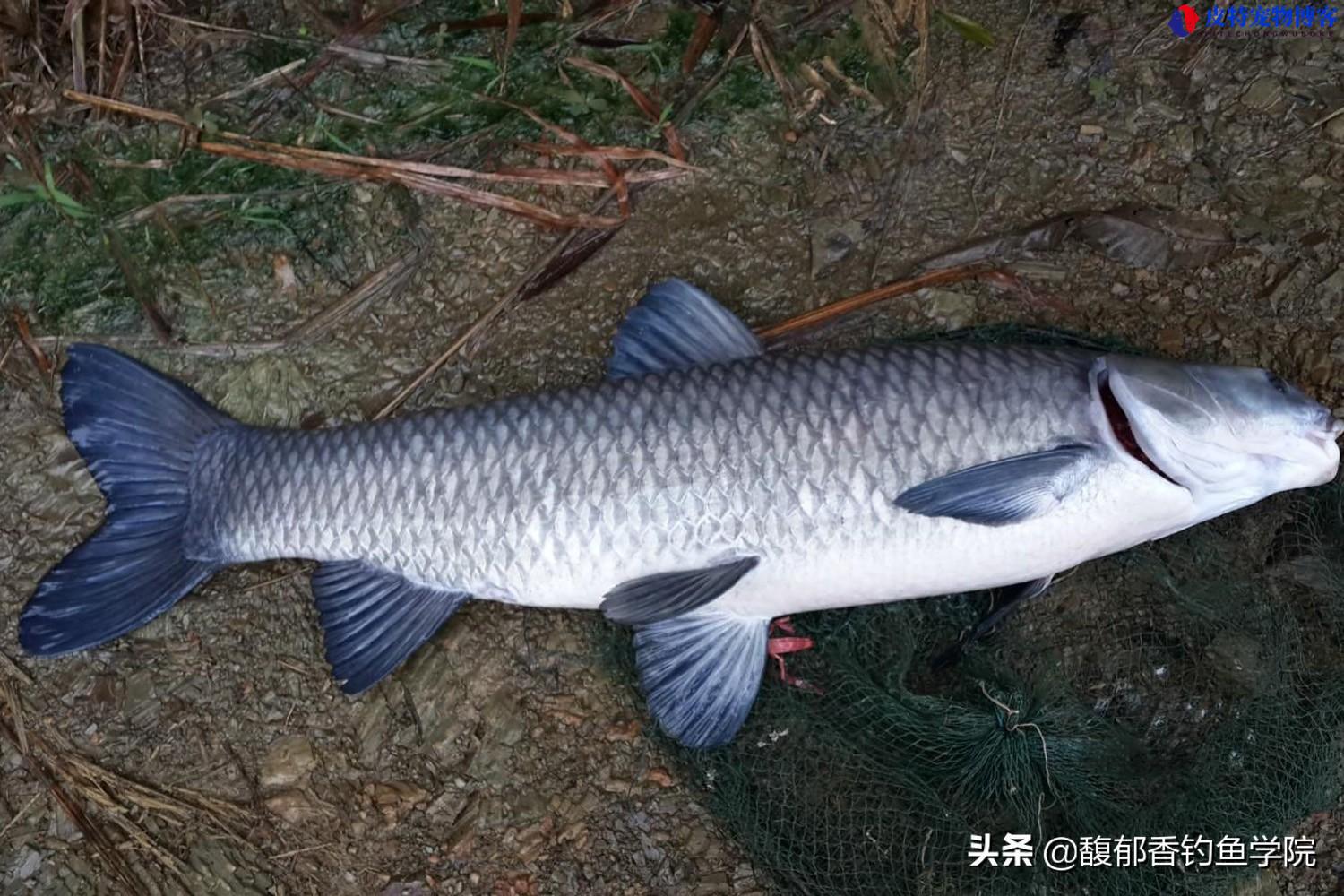 黑坑钓青鱼绝招，用什么饵料最好，钓青鱼的最佳时间及方法