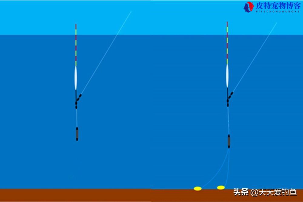 钓鱼技巧与经验分享，夏季野钓技巧全攻略