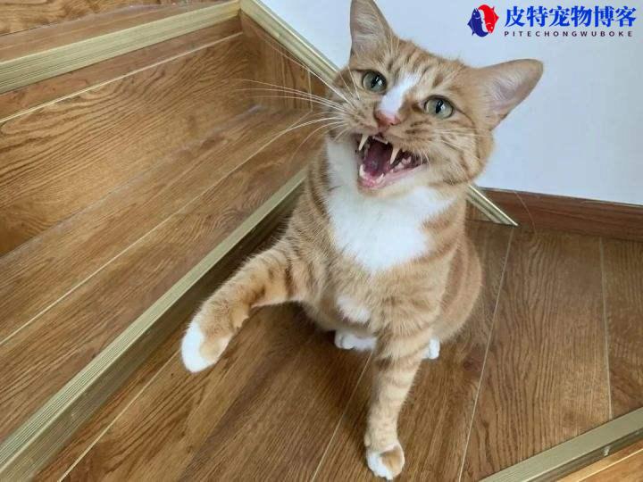 公猫咪嗷呜嗷呜的叫是什么意思,两只猫玩闹一只猫叫（探究猫语言含义）