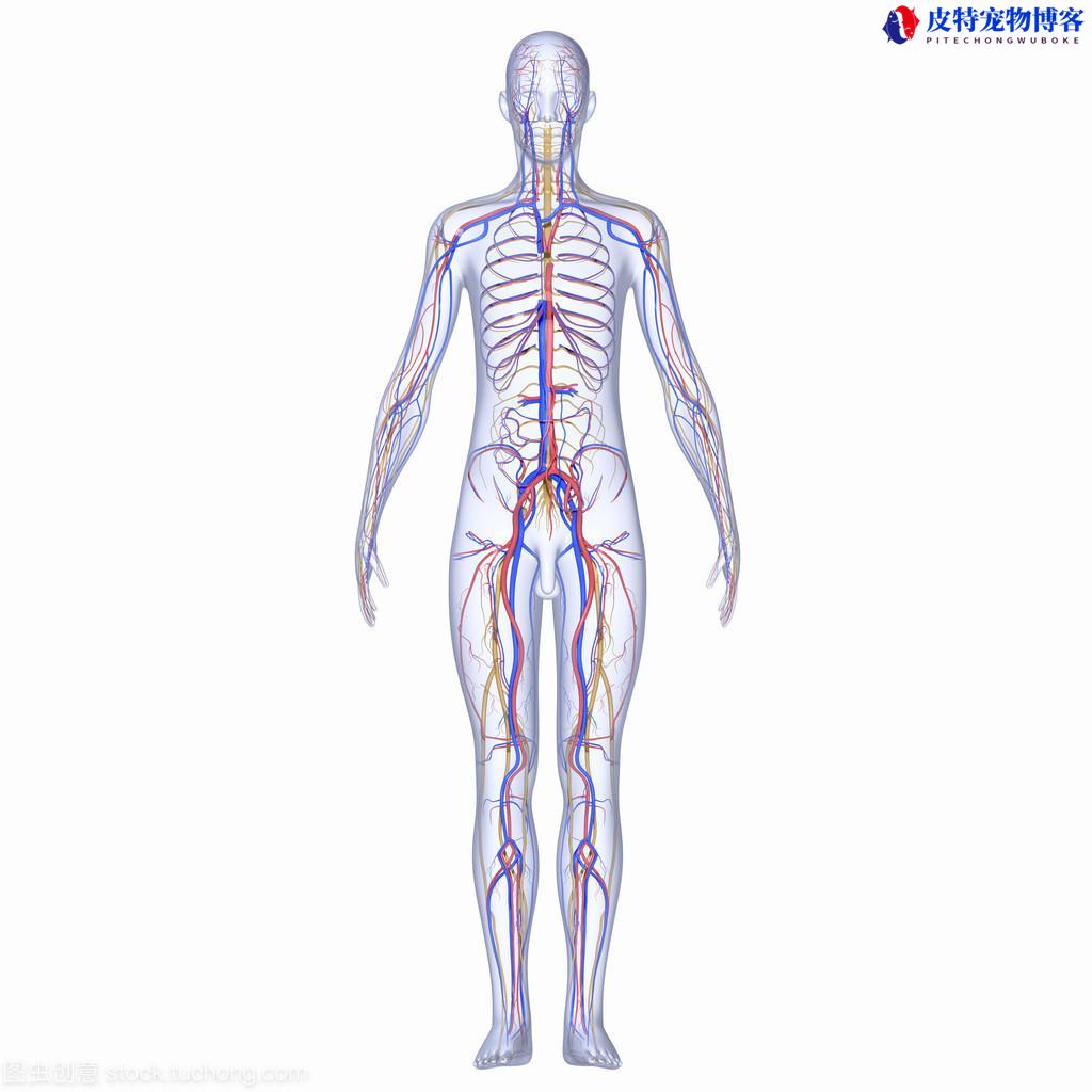 埃及眼镜蛇有什么特征,埃及眼镜蛇图片大全