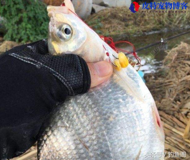 钓鳊鱼用什么饵料最好，用什么窝料打窝最好鱼容易上钩