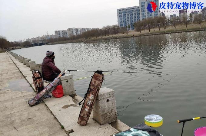 春钓鲫鱼用什么饵最好钓，春钓鲫鱼怎么样选钓位好