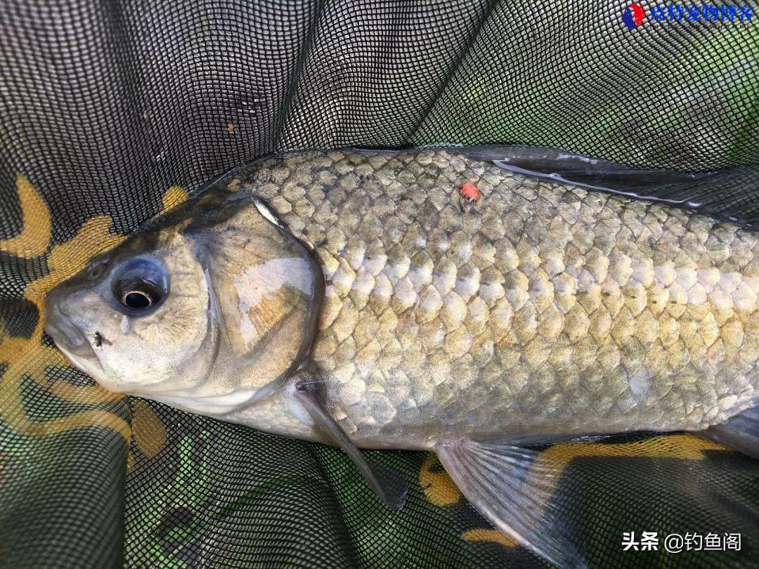 夏季钓鲫鱼用什么饵料效果好一点，钓大鲫鱼饵料搭配方法