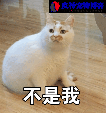 公猫咪嗷呜嗷呜的叫是什么意思,两只猫玩闹一只猫叫（探究猫语言含义）