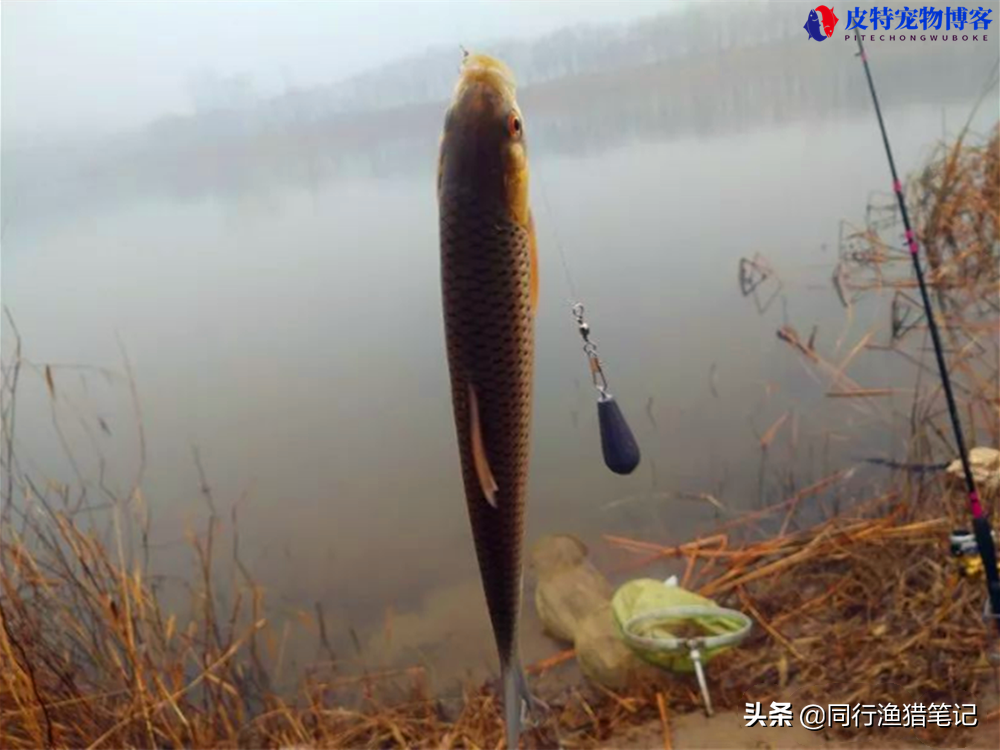 红眼鱼怎么钓用什么饵，怎么钓底还钓浮，喜欢吃什么味型的饵料