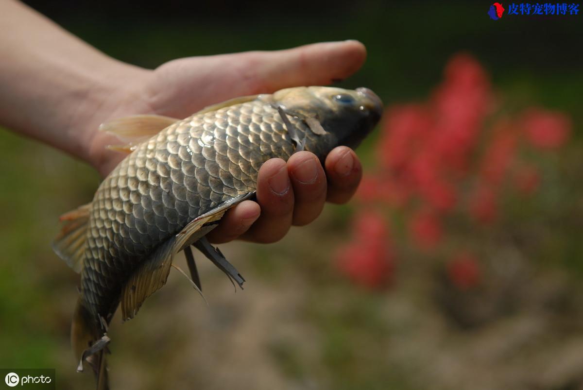 夏天钓鲫鱼钓深水还是浅水好钓，怎样钓鲤鱼要什么饵料比较好