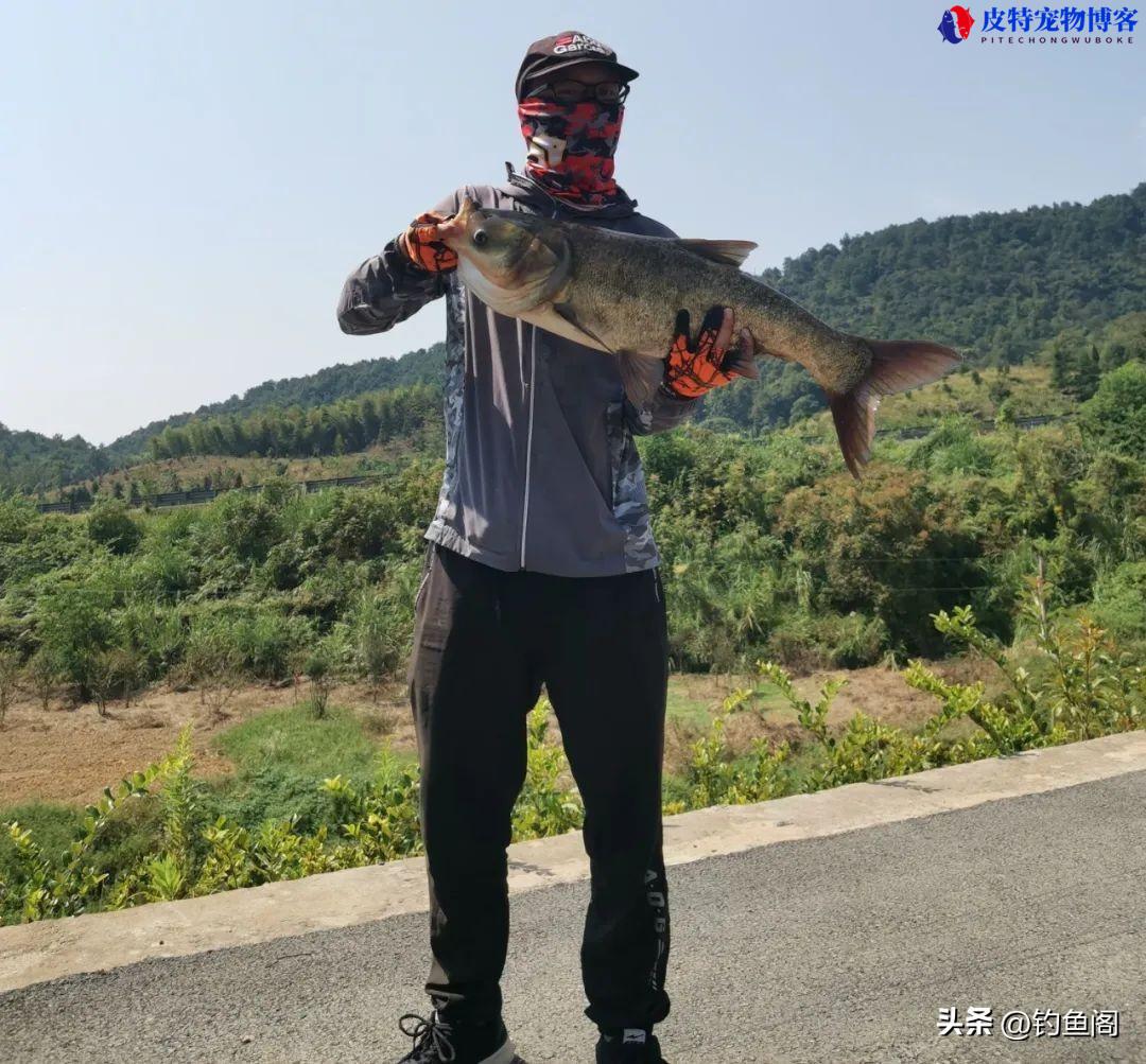 钓鲢鳙用什么钩子比较好，用什么饵料最好，用多长的鱼竿最合适