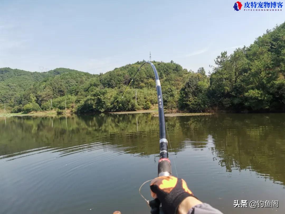 海竿钓鲢鳙最佳水深多少合适，海竿钓鲢鳙水深方法和技巧