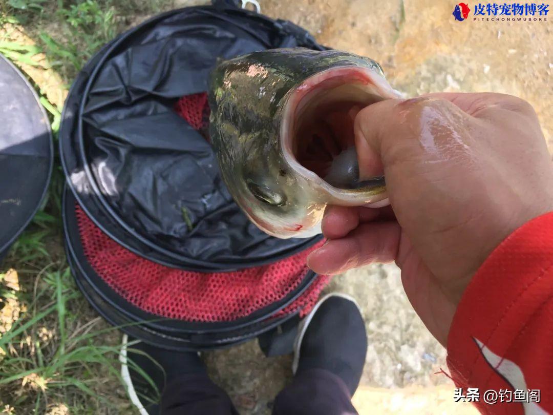 手竿钓鲢鳙怎么调漂教学，手竿钓鲢鳙走漂怎么解决方法