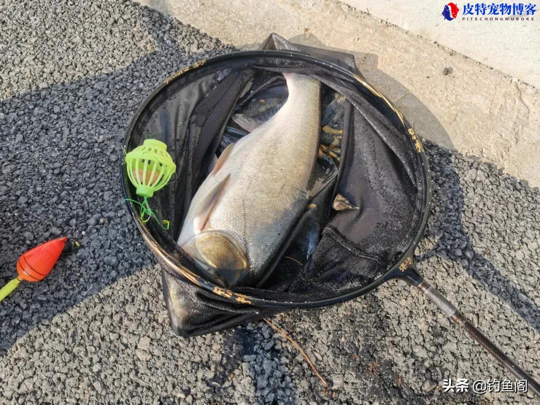 海竿钓鲢鳙最佳水深多少合适，海竿钓鲢鳙水深方法和技巧