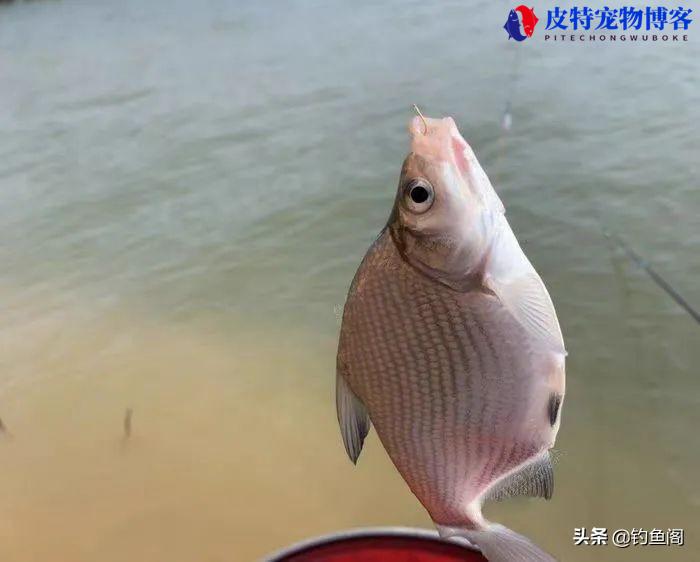 鳊鱼怎么钓用什么饵料，鳊鱼怎么钓容易上钩，喜欢吃什么味型的饵料