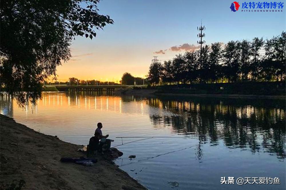 夏季夜钓草鱼钓底还是钓浮比较好，晚上怎样钓草鱼容易上钩