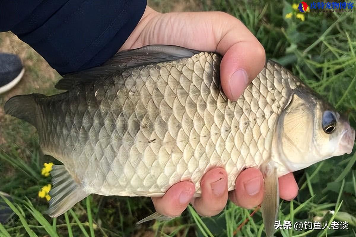 夏季钓鲫鱼七大绝招图解大全，怎么钓钓鲫鱼技巧和方法