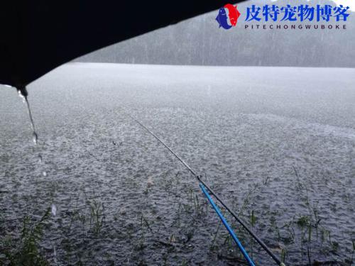 夏天雨后钓鱼钓深水还是浅水好，下雨钓翘嘴钓深水还是浅滩好