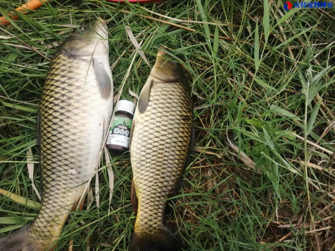 初夏早上钓鱼钓浅还是钓深，早上钓小鱼适合吗