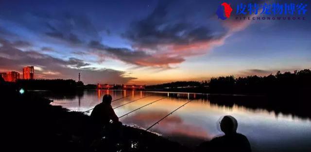 夏天夜钓钓深水还是浅水好,钓近水还是远水好，夜钓提前多久打窝最佳