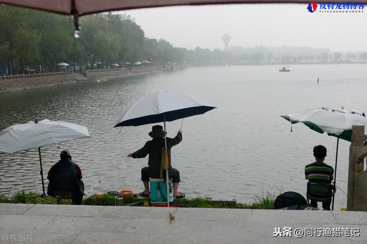 下中雨好钓鱼吗为什么，一边下雨一边钓鱼好钓吗