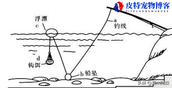 抛竿钓鲢鳙线组怎么安装用多大铅，怎么装饵料，怎么绑线