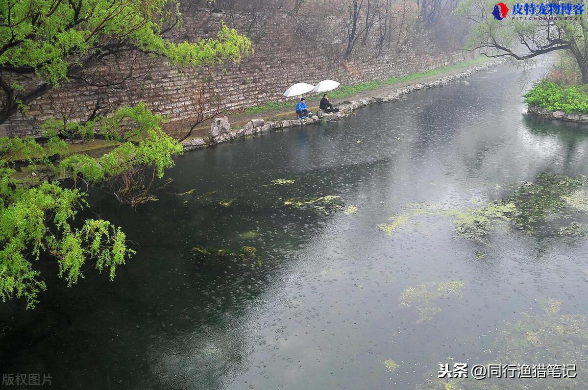 下中雨好钓鱼吗为什么，一边下雨一边钓鱼好钓吗