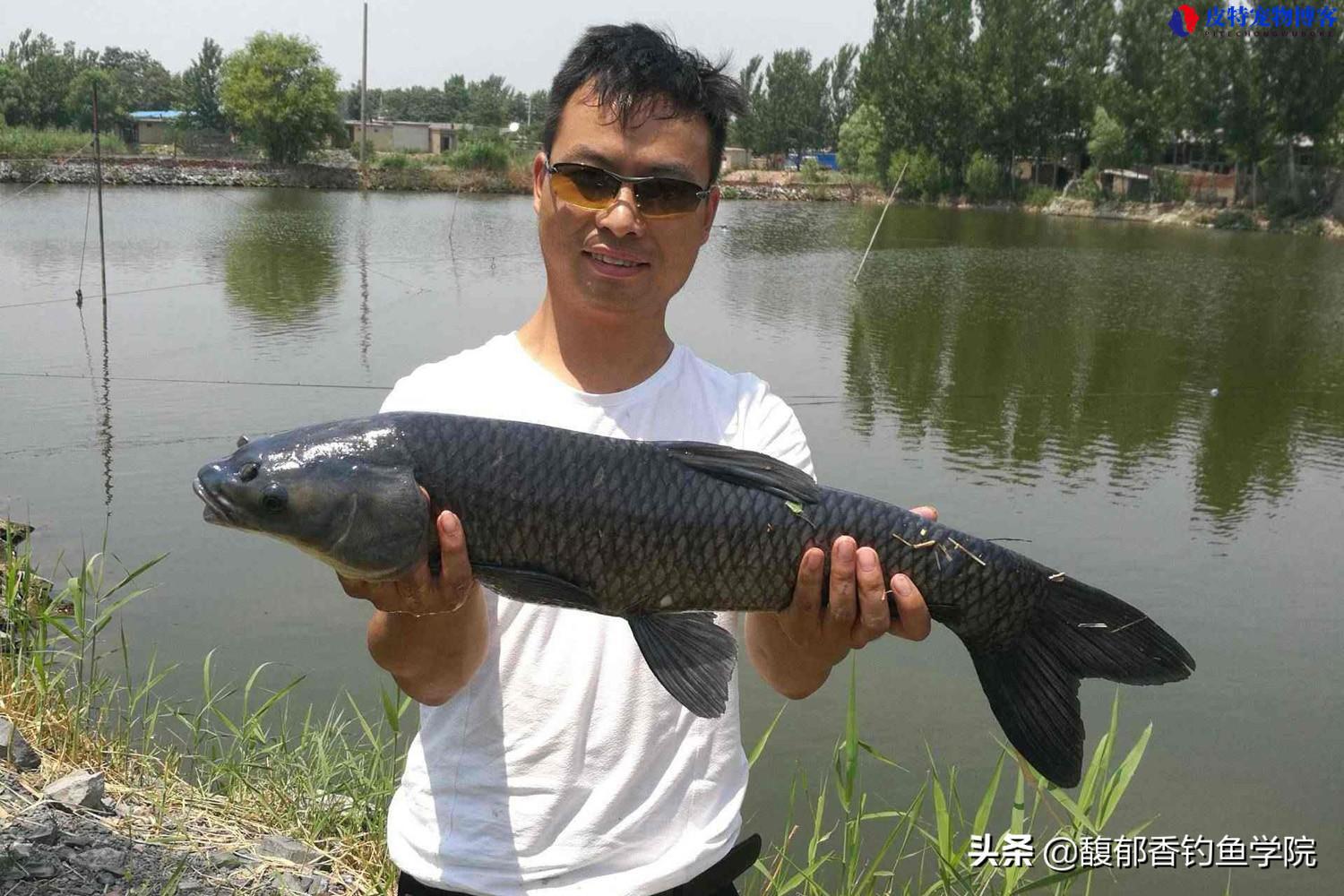 黑坑钓青鱼绝招，用什么饵料最好，钓青鱼的最佳时间及方法