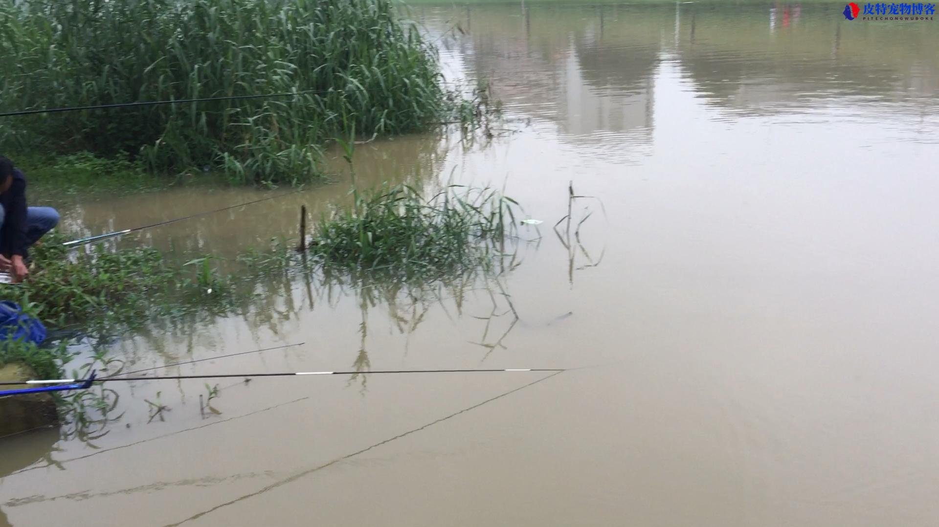 下雨钓鱼好不好钓鱼，下雨钓鱼钓什么位置比较好