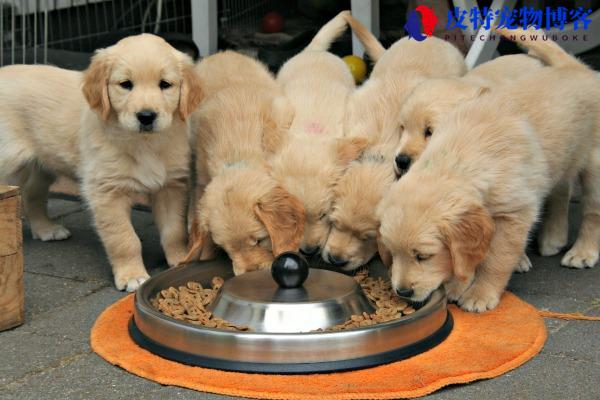 幼犬可以吃成犬狗粮吗（最好按年龄段选择合适的狗粮）