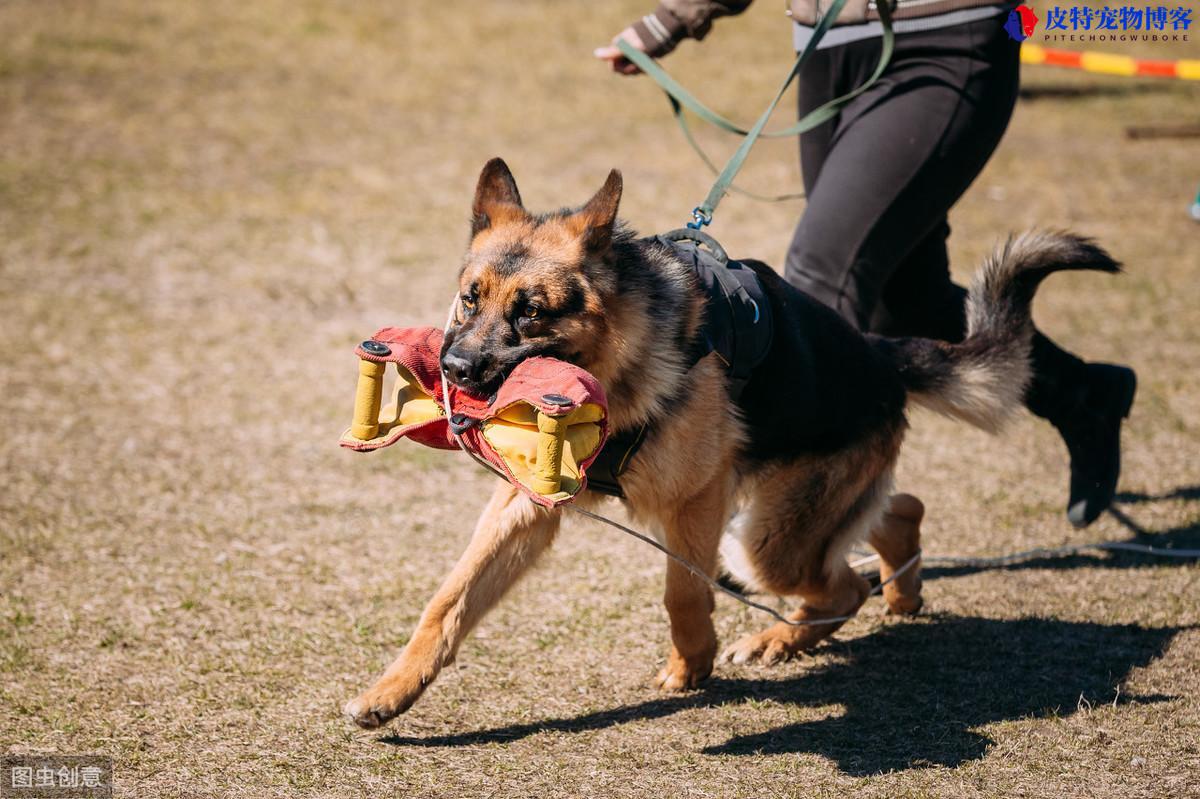 会保护主人的狗适合女孩养（不同犬种性格特点有所不同，请选择适合的狗种）