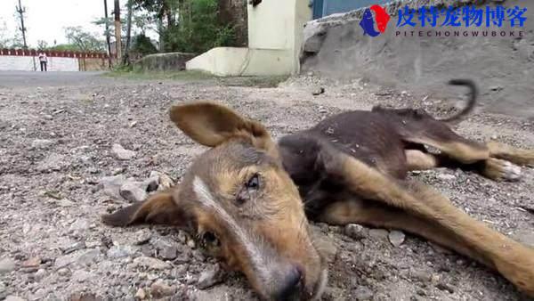 狗得狂犬病多久会死，狂犬病的表现症状（探究狂犬病对狗狗的致命性）