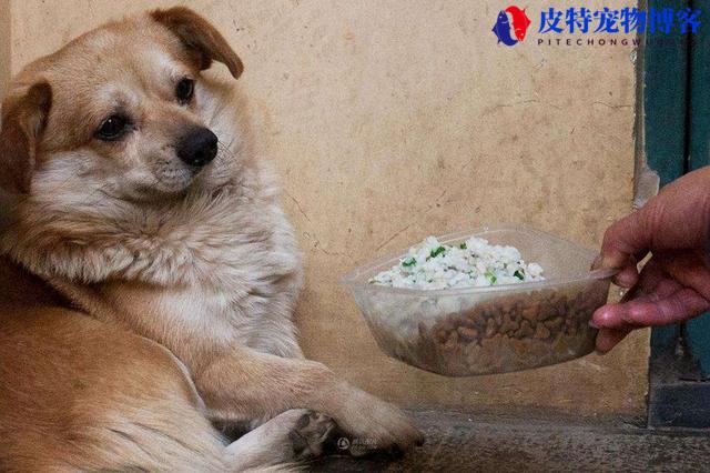 狗狗能吃李子果肉吗（李子是否对狗狗有毒？）