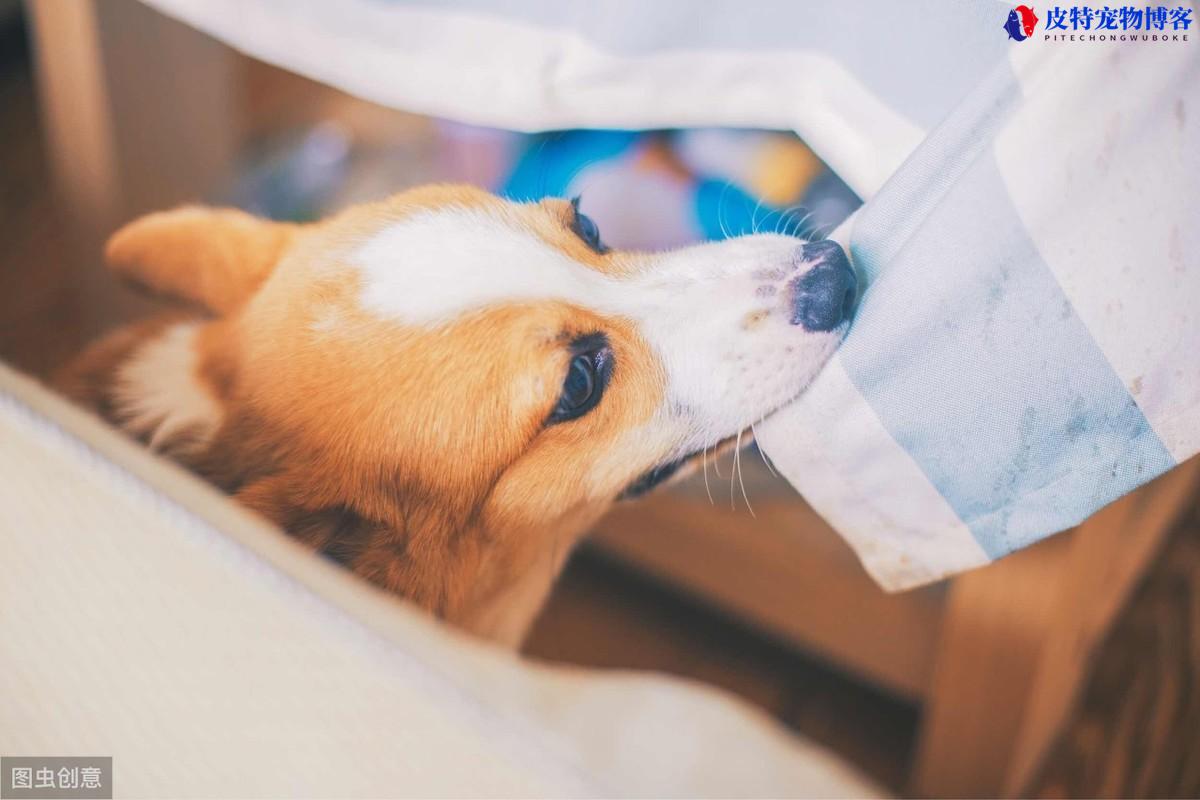 会保护主人的狗适合女孩养（不同犬种性格特点有所不同，请选择适合的狗种）