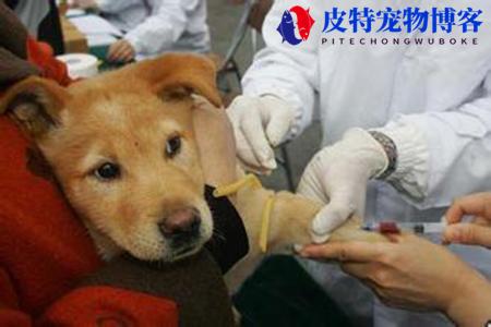 得了狂犬病的狗能活多久（狂犬病患犬一般在感染后1-3周内死亡）