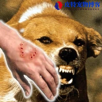 狗得狂犬病多久会死，狂犬病的表现症状（探究狂犬病对狗狗的致命性）