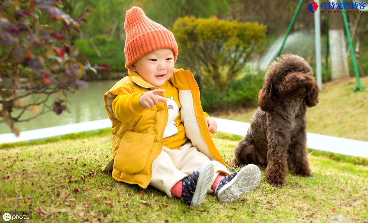 会保护主人的狗适合女孩养（不同犬种性格特点有所不同，请选择适合的狗种）