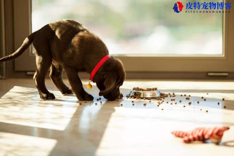 幼犬可以吃成犬狗粮吗（最好按年龄段选择合适的狗粮）