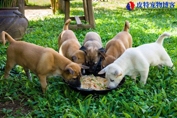 幼犬可以吃成犬狗粮吗（最好按年龄段选择合适的狗粮）