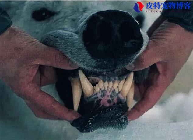 得了狂犬病的狗能活多久（狂犬病患犬一般在感染后1-3周内死亡）