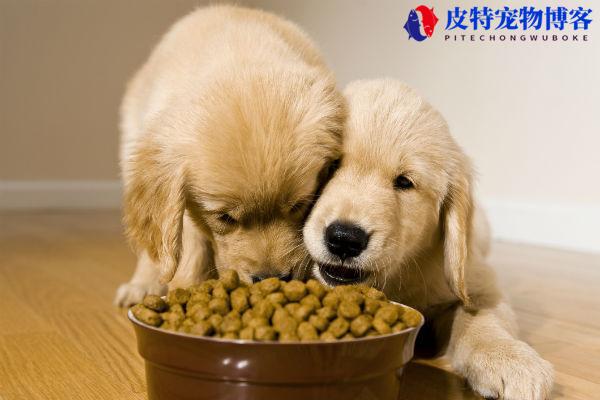 幼犬可以吃成犬狗粮吗（最好按年龄段选择合适的狗粮）