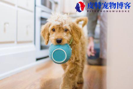 幼犬可以吃成犬狗粮吗（最好按年龄段选择合适的狗粮）