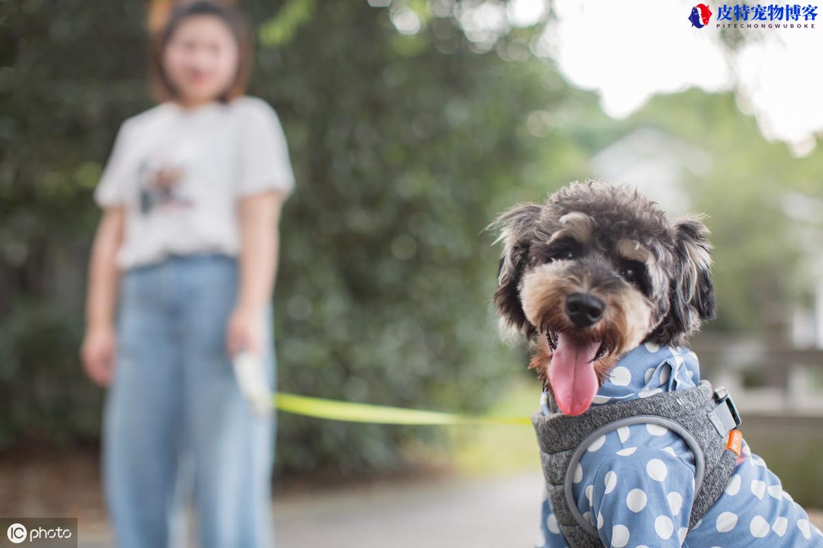 会保护主人的狗适合女孩养（不同犬种性格特点有所不同，请选择适合的狗种）