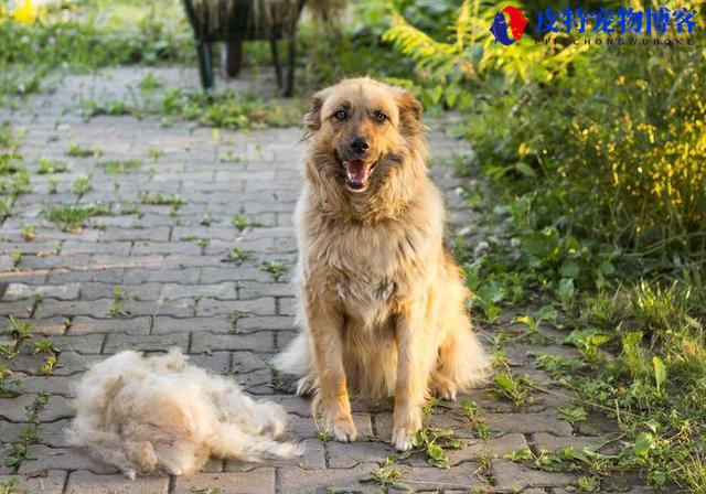 狗得狂犬病多久会死，狂犬病的表现症状（探究狂犬病对狗狗的致命性）