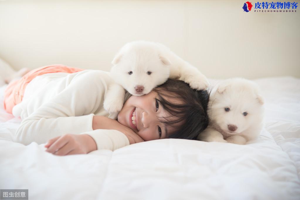 会保护主人的狗适合女孩养（不同犬种性格特点有所不同，请选择适合的狗种）