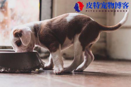 幼犬可以吃成犬狗粮吗（最好按年龄段选择合适的狗粮）