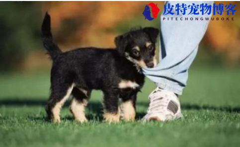 狗如果有狂犬病能活多久（了解狗狗患有狂犬病的生存期限）