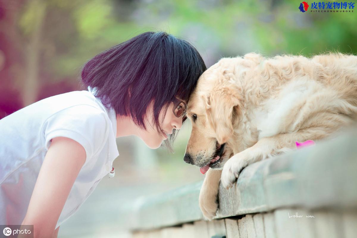 会保护主人的狗适合女孩养（不同犬种性格特点有所不同，请选择适合的狗种）