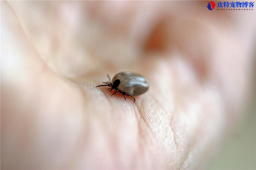 狗长蜱虫怎么办，会不会死掉（处理发现狗身上有蜱虫的措施）