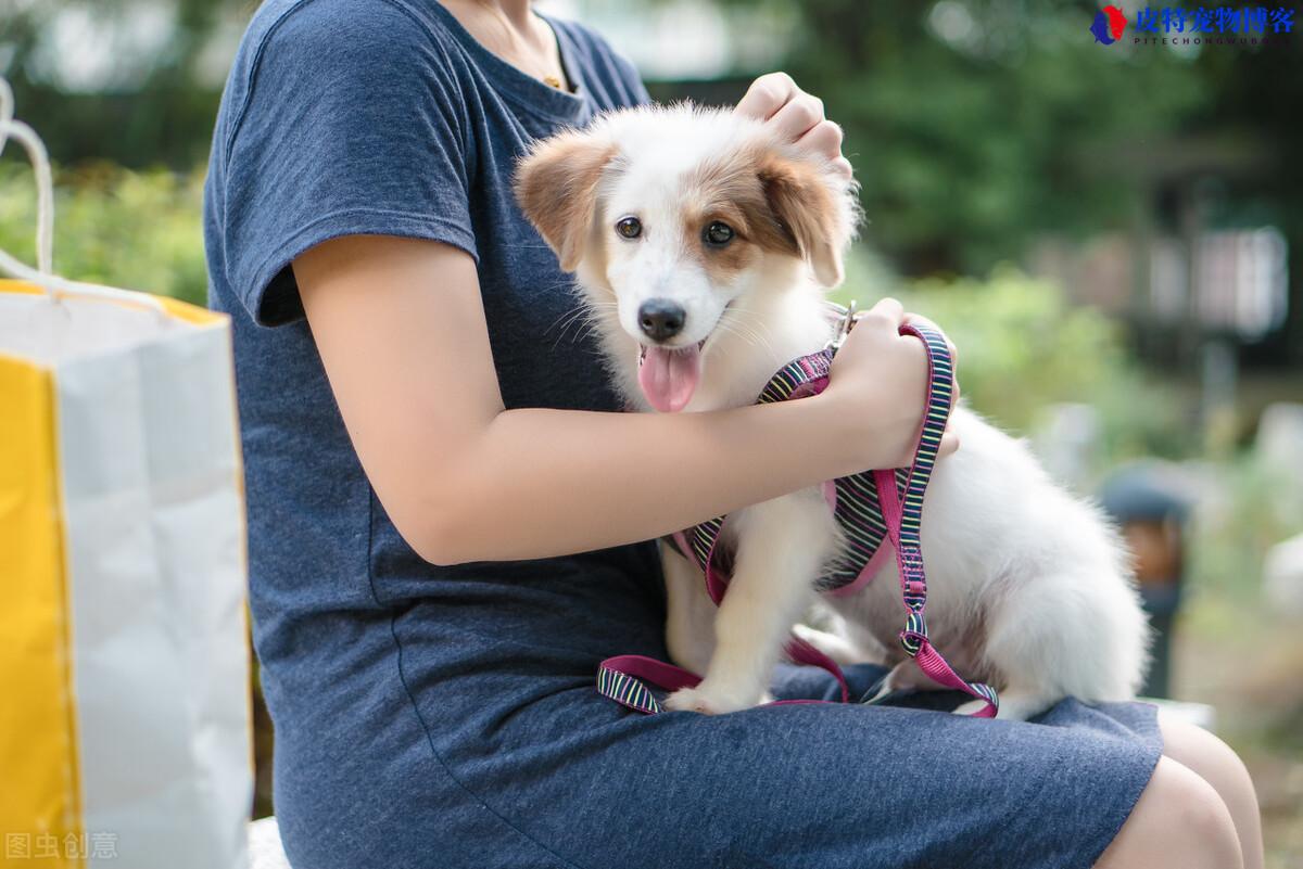 所有狗都携带狂犬病毒吗(了解狗携带狂犬病毒的情况)