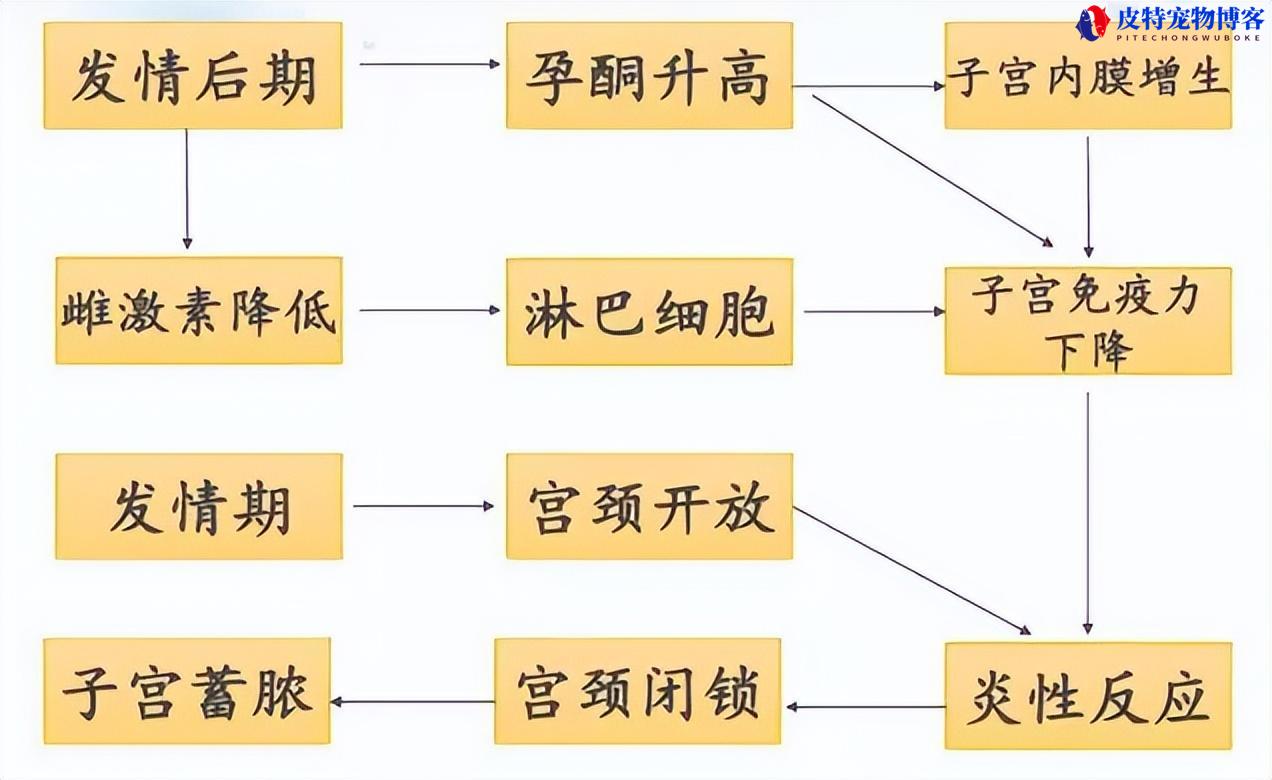 子宫蓄脓狗狗症状，怎么引起的（探究狗狗子宫蓄脓的表现）