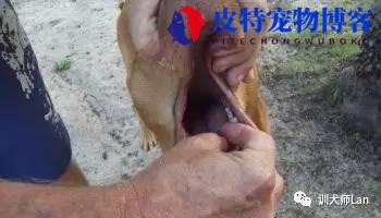 狗狗呛着 一直咔咔怎么办，吃了异物什么症状（处理狗狗呛咳的方法）